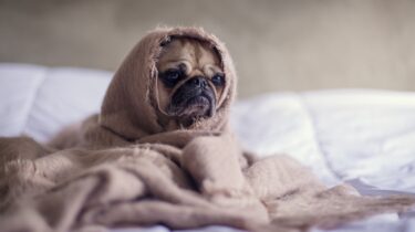 Alle hunde skal trænes